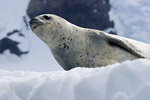 Leopard Seal