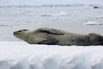 Leopard Seal