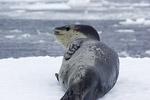 Leopard Seal