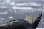 Leopard Seal