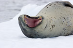 Leopard Seal