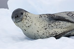 Leopard Seal