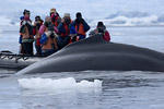 Humpback Whale and Zodiac