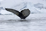 Humpback Whale