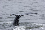 Humpback Whale