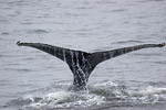 Humpback Whale