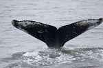 Humpback Whale