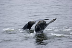 Humpback Whales