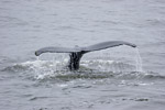 Humpback Whale