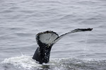 Humpback Whale