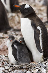 Gentoo Penguin and Chicks