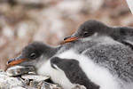 Gentoo Penguin Chicks