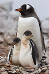 Gentoo Penguin and Chicks