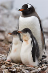 Gentoo Penguin and Chicks