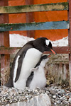 Gentoo Penguin and Chick