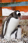 Gentoo Penguin and Chick