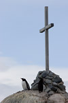 Gentoo Penguin and Cross