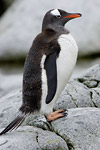 Gentoo Penguin