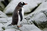 Gentoo Penguin