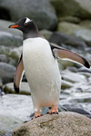 Gentoo Penguin