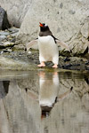 Gentoo Penguin