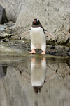 Gentoo Penguin