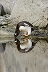 Gentoo Penguin