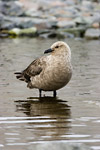 South Polar Skua