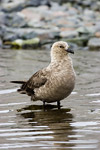 South Polar Skua