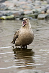 South Polar Skua