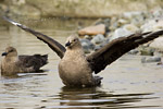 South Polar Skua