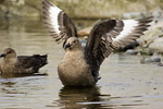 South Polar Skua