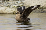 South Polar Skua