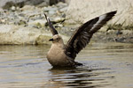 South Polar Skua