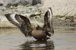 South Polar Skua