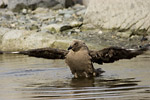 South Polar Skua