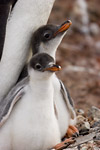 Gentoo Penguin Chicks