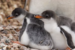 Gentoo Penguin Chicks