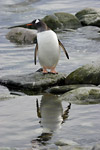 Gentoo Penguin