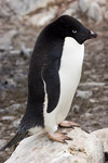 Adelie Penguin