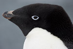 Adelie Penguin