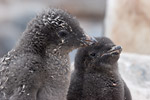 Adelie Penguin Chicks