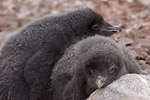 Adelie Penguin Chicks