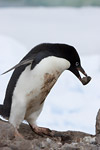 Adelie Penguin