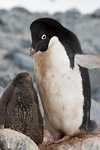 Adelie Penguin and Chick