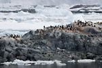 Adelie Penguins