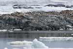 Adelie Penguins