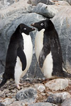 Adelie Penguins