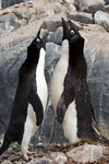 Adelie Penguins