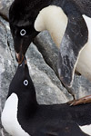 Adelie Penguins